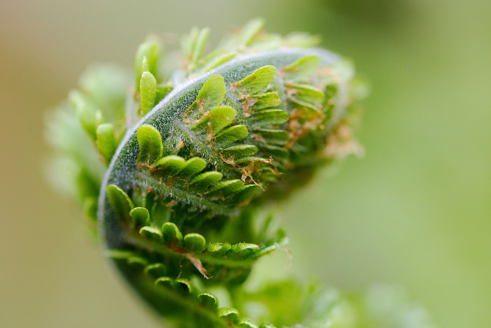 Canon EOS 6D sample photo. Nature, leaf, plant photography