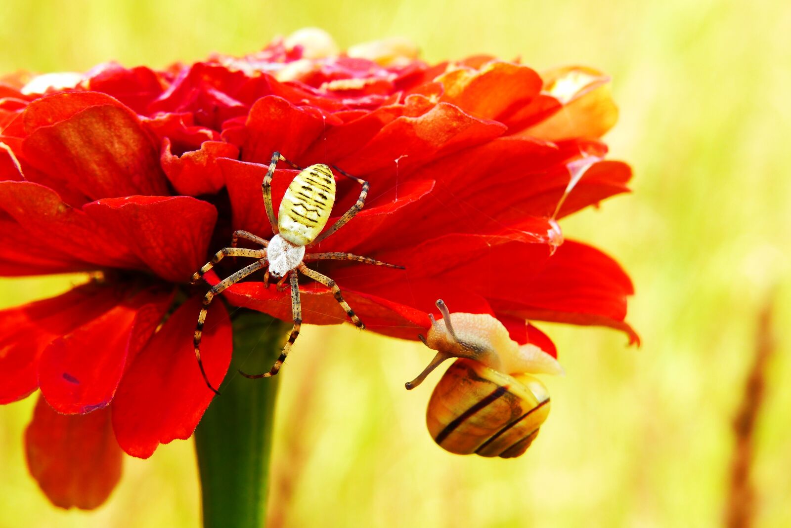 Panasonic Lumix DMC-FZ200 sample photo. Tygrzyk paskowany, arachnid, insect photography