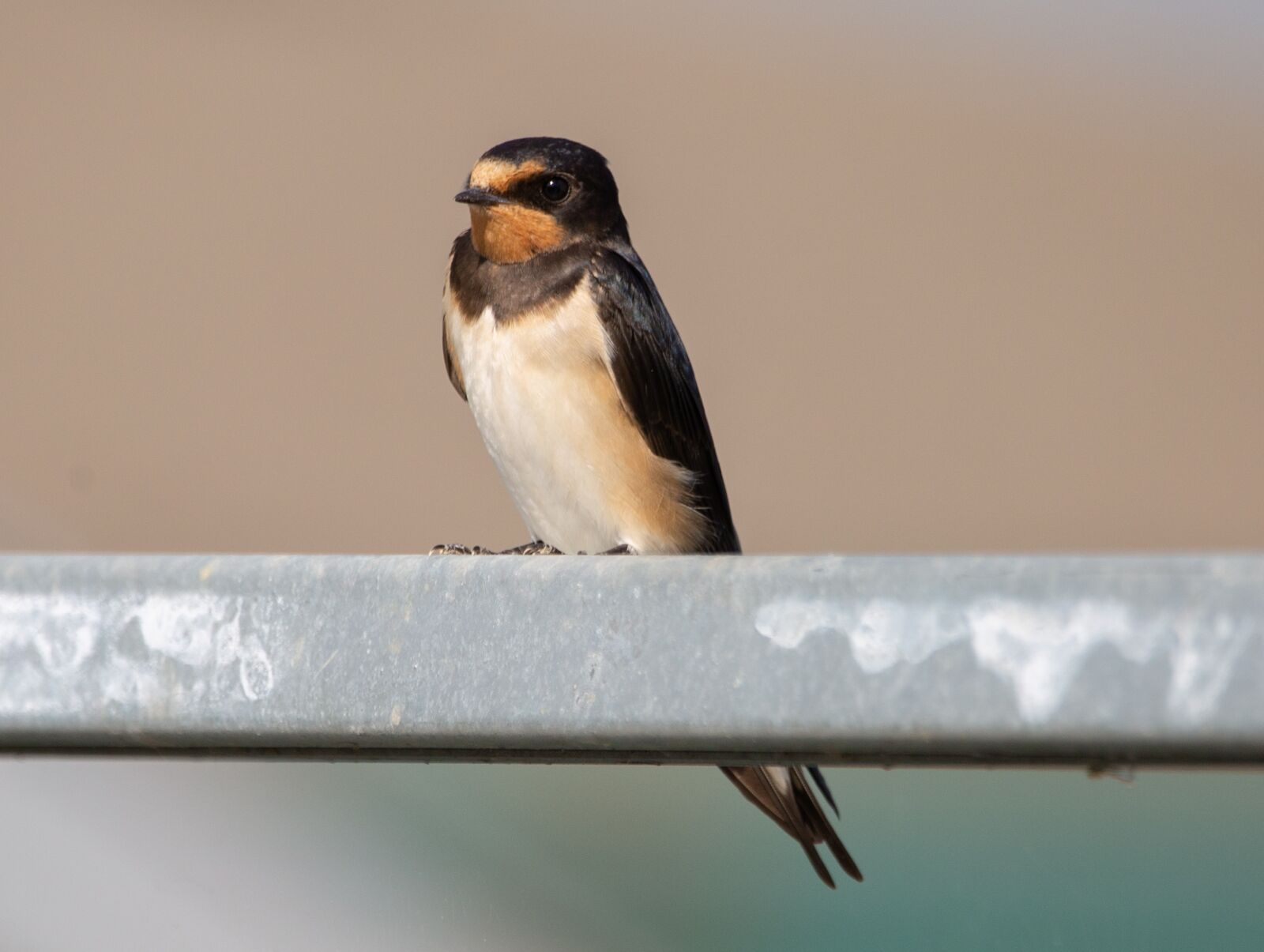 150-600mm F5-6.3 DG OS HSM | Contemporary 015 sample photo. Swallow on a wire photography