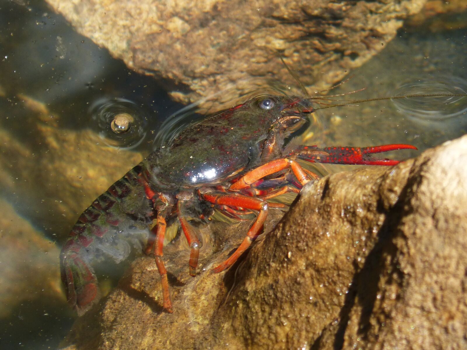 Panasonic DMC-FZ62 sample photo. American crab, crayfish, rocks photography