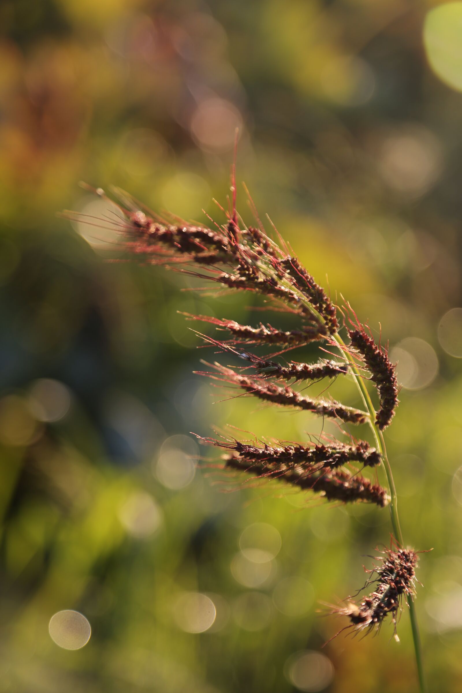 Canon EOS 5D Mark III sample photo. Grass, halm, meadow photography