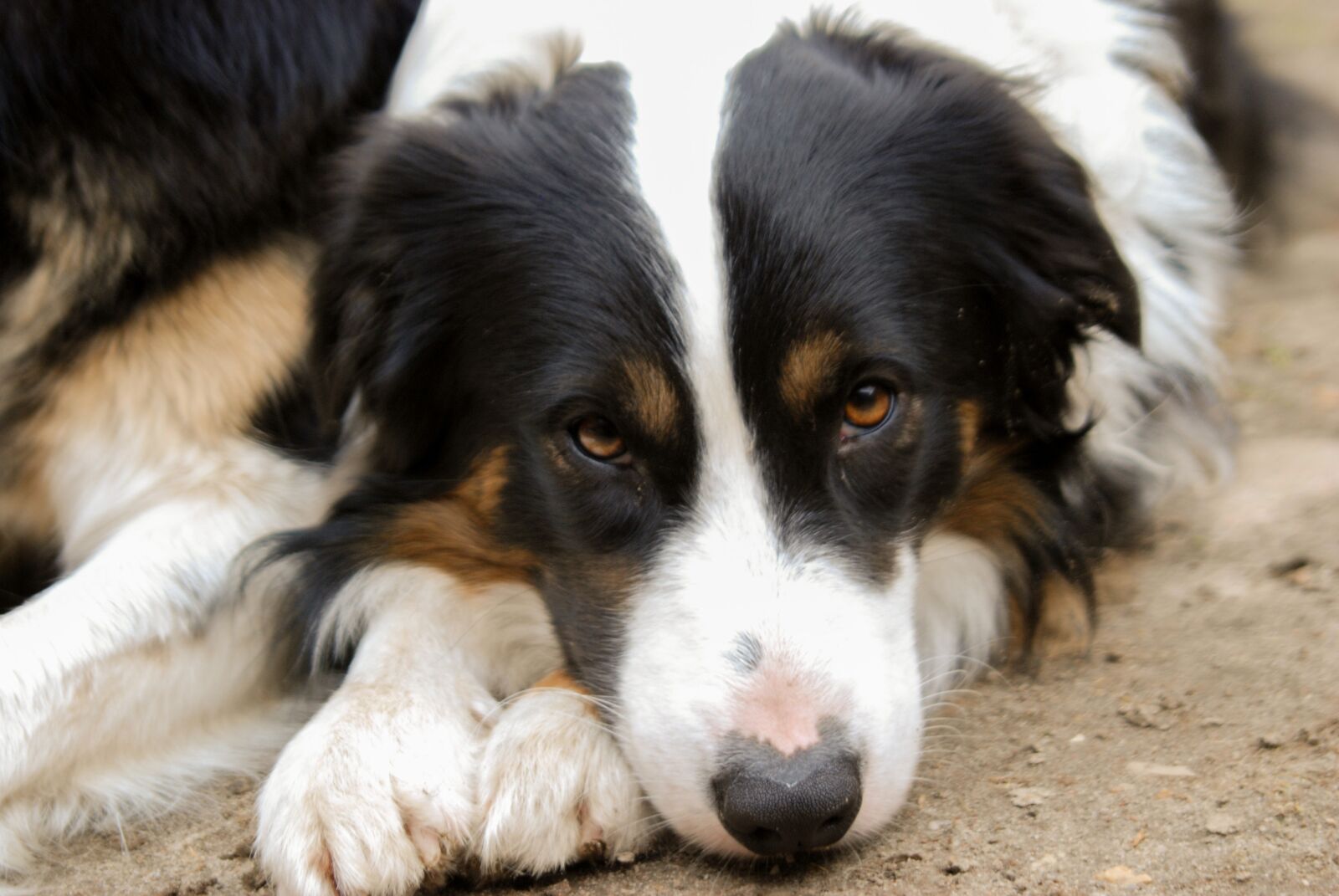Nikon D80 sample photo. Dog, animal, pet photography