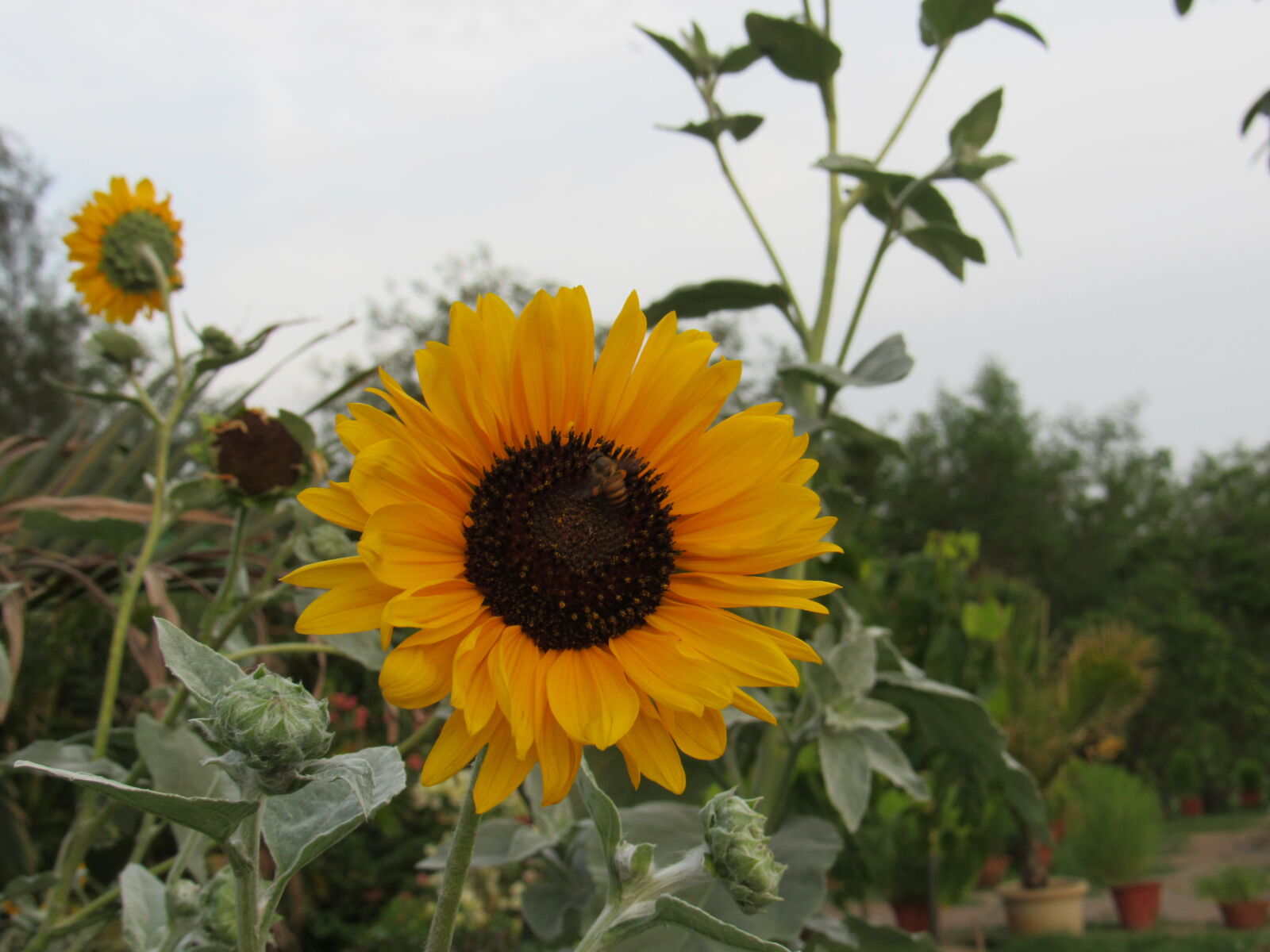 Canon PowerShot SX530 HS sample photo. Sun, flower photography