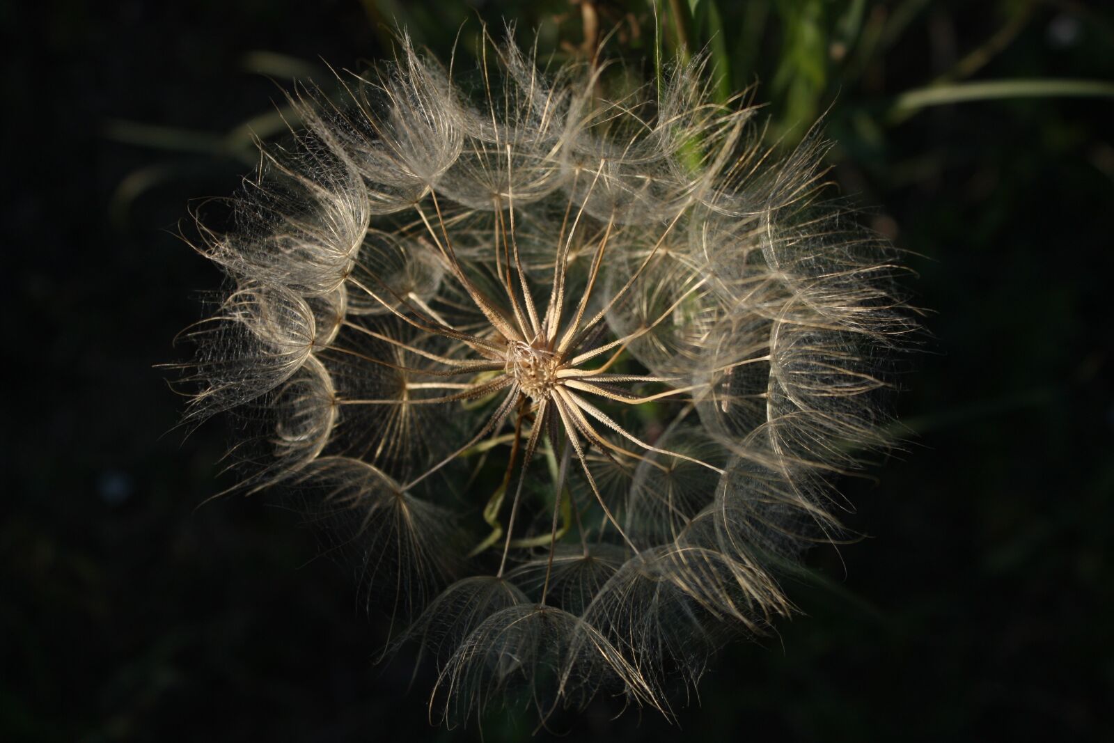 Canon EOS 450D (EOS Rebel XSi / EOS Kiss X2) sample photo. Achene, inflorescence, seed photography