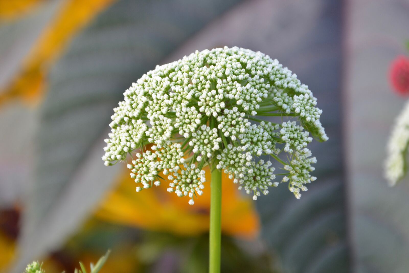 Nikon D5200 sample photo. Flower, white green, form photography