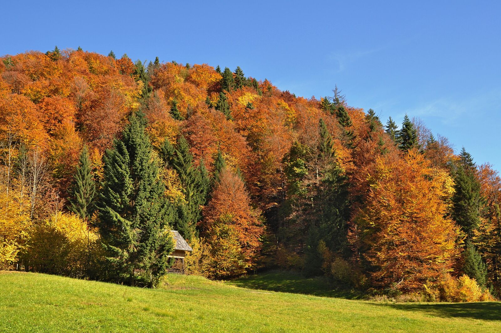 Nikon D90 sample photo. Autumn, golden autumn, autumn photography