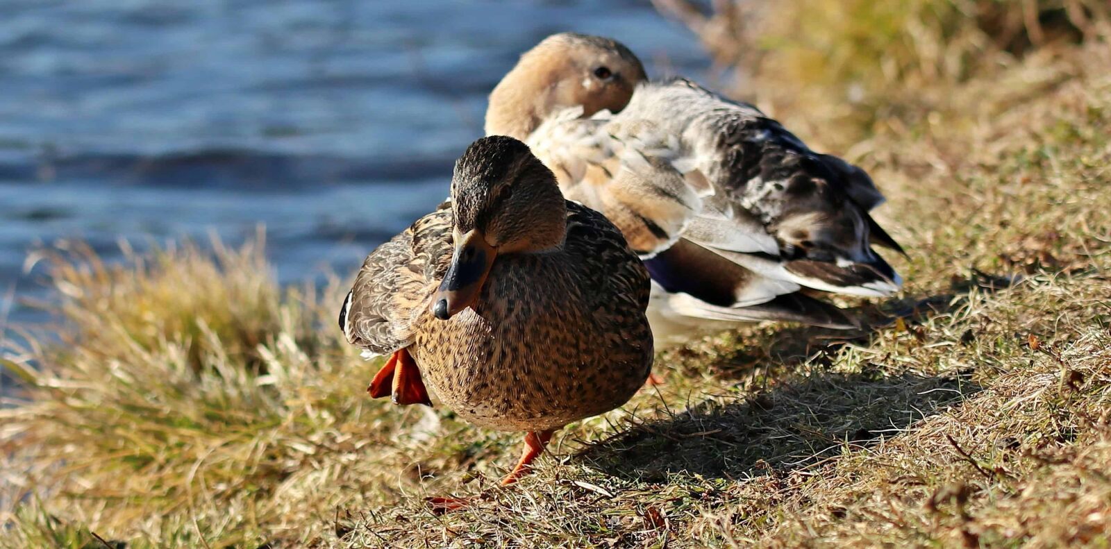 Canon EOS 80D sample photo. Nature, wild duck, beak photography
