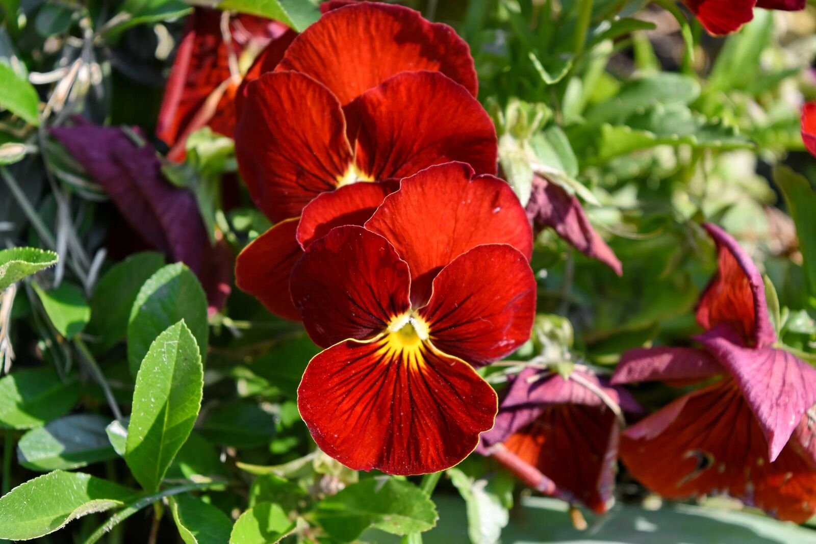 Nikon D5500 sample photo. Petunia, nature, flora, leaf photography
