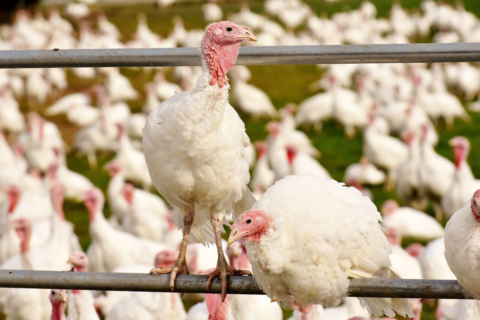 Nikon D7200 sample photo. Turkeys, birds, poultry photography