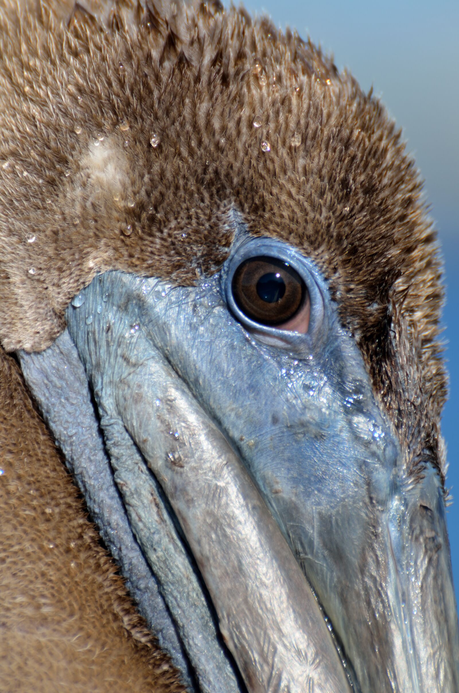 Nikon D7000 sample photo. Birds, eye, view photography
