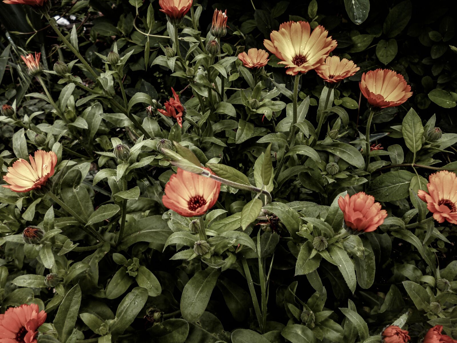 Panasonic DMC-FS28 sample photo. Calendula, marigold, orange blossom photography