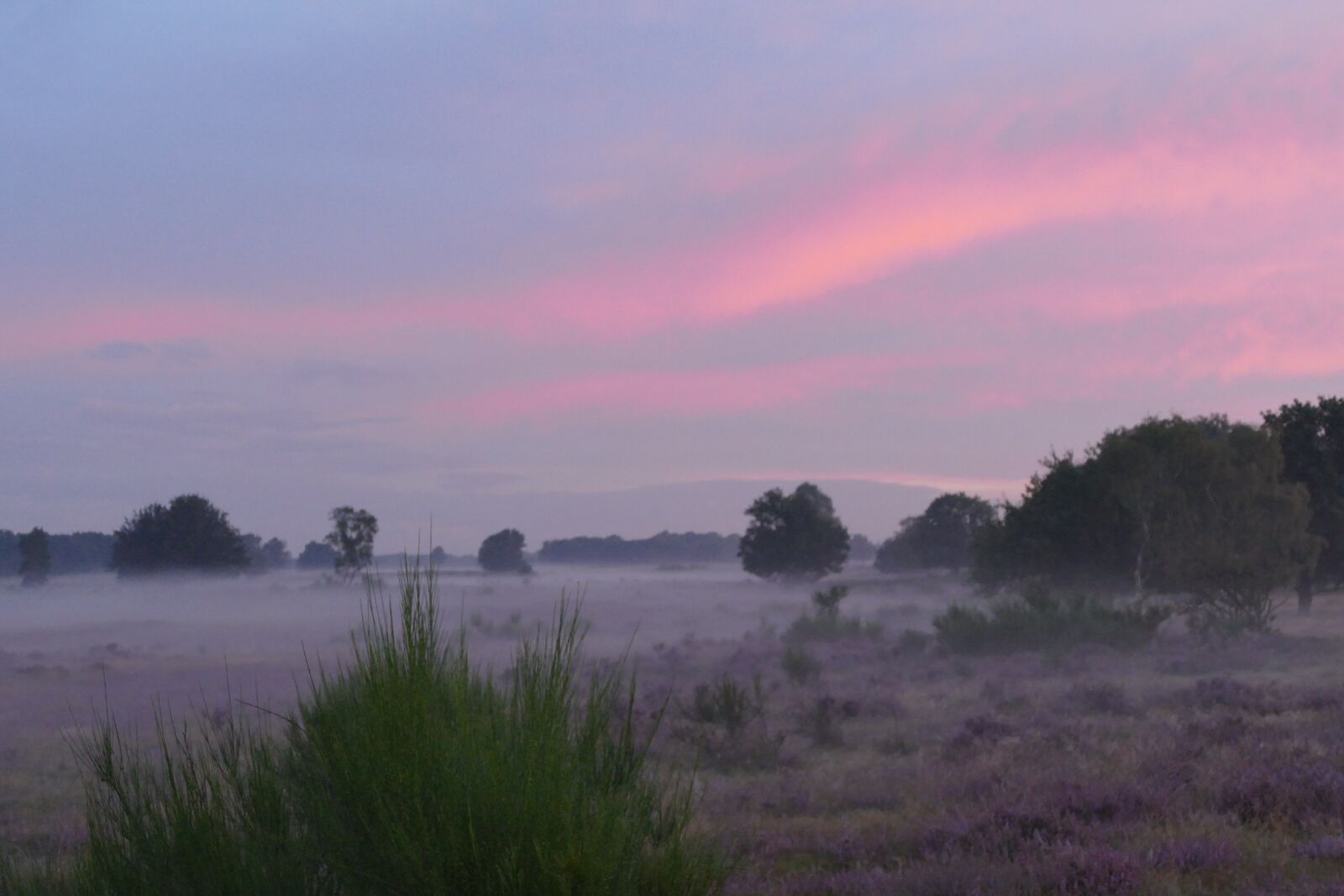 Panasonic Lumix DMC-FZ1000 sample photo. Nature, landscape, morning mist photography