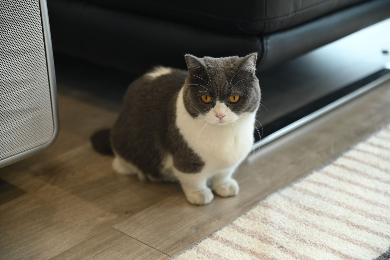 Nikon D780 sample photo