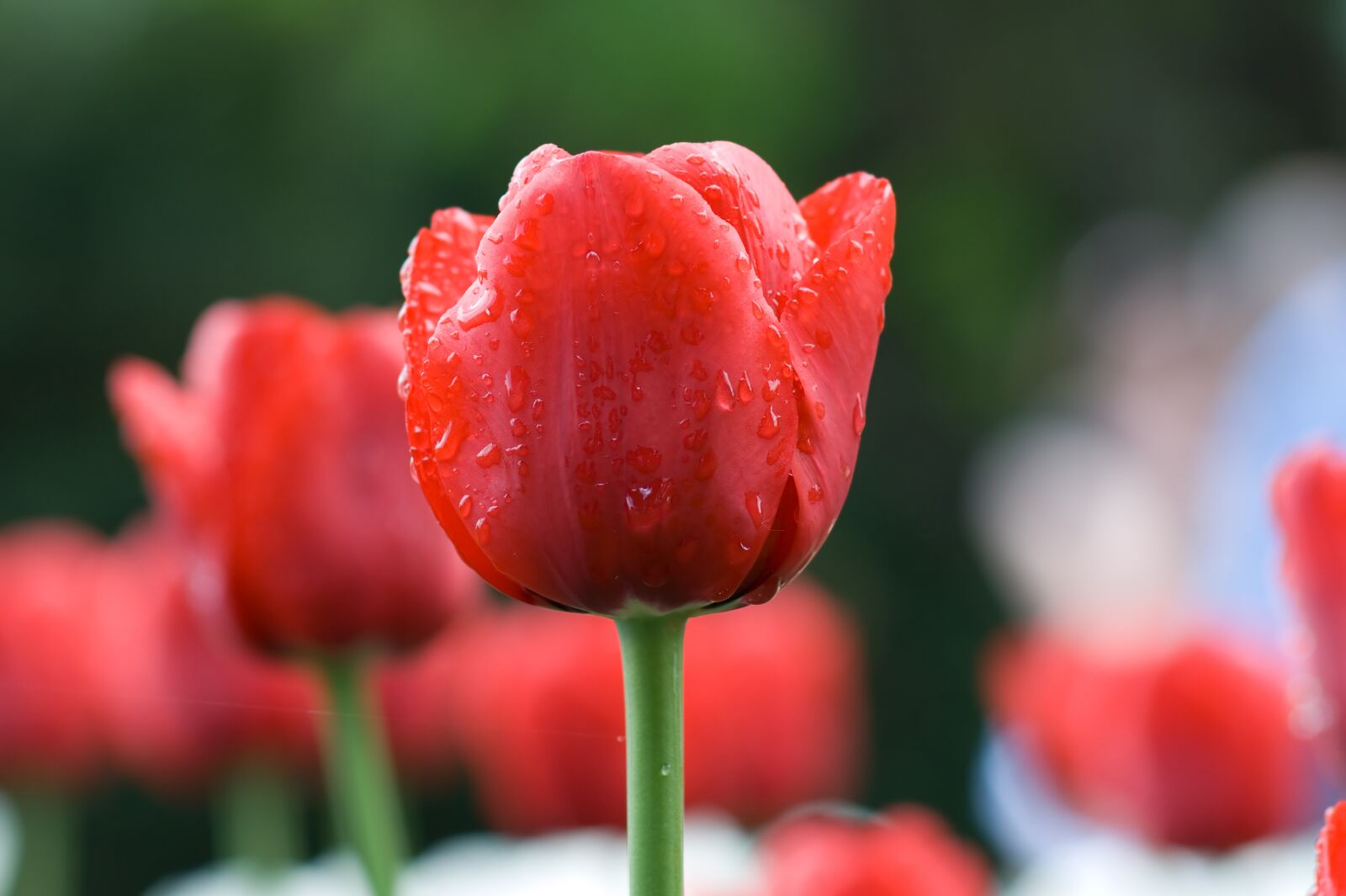 Sony Alpha DSLR-A350 sample photo. Tulip, red, flower photography