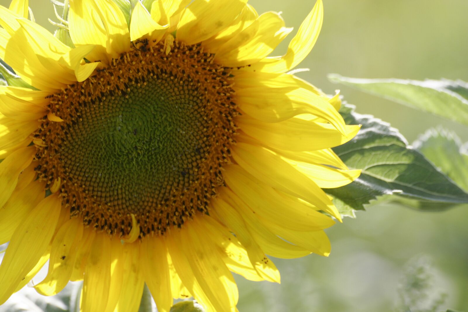 Canon EOS 20D sample photo. Sunflower, sun, plant photography