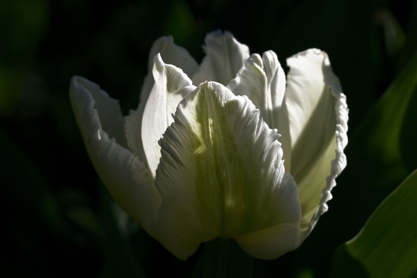 Pentax K-70 sample photo. Tulip, flower, spring photography