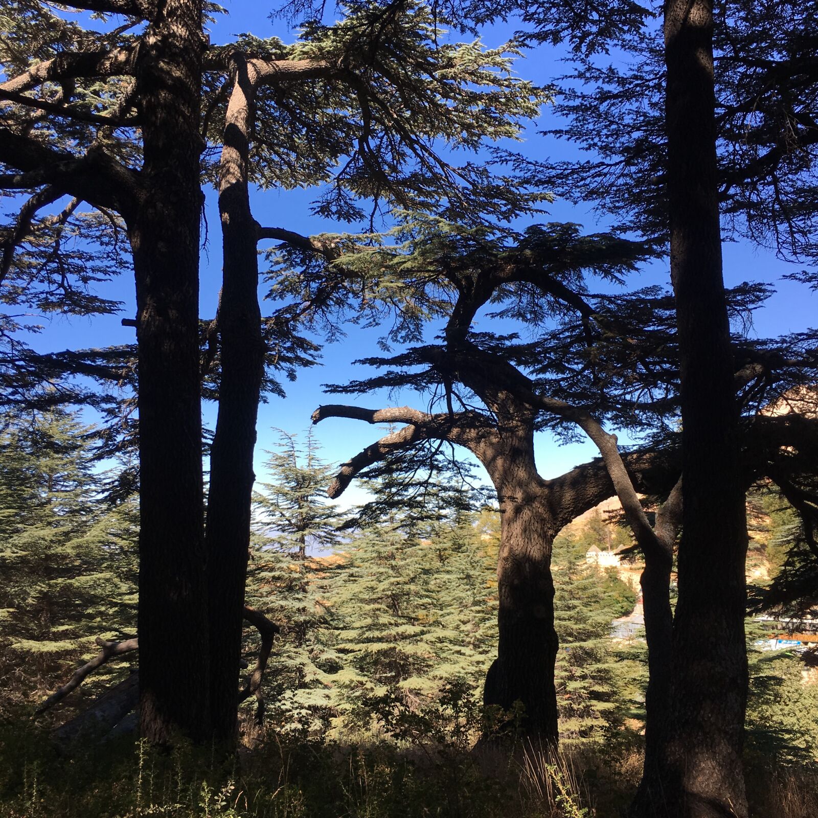 Apple iPhone 6s sample photo. Lebanon, trees, cedars photography
