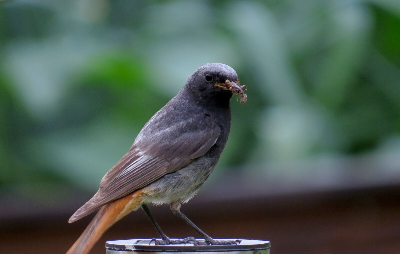 Canon PowerShot SX50 HS sample photo. Sparrow, bird, animal photography