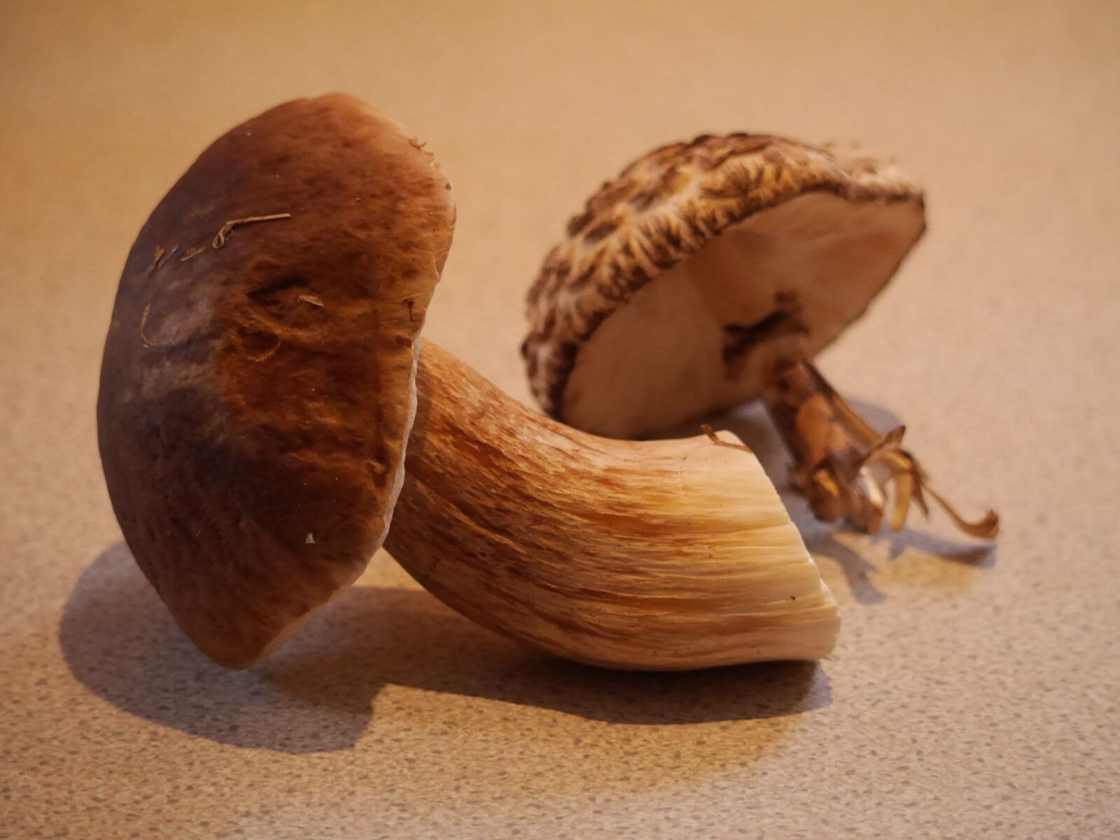 Panasonic Lumix DMC-GH3 sample photo. Bolete, mushroom, fungi photography