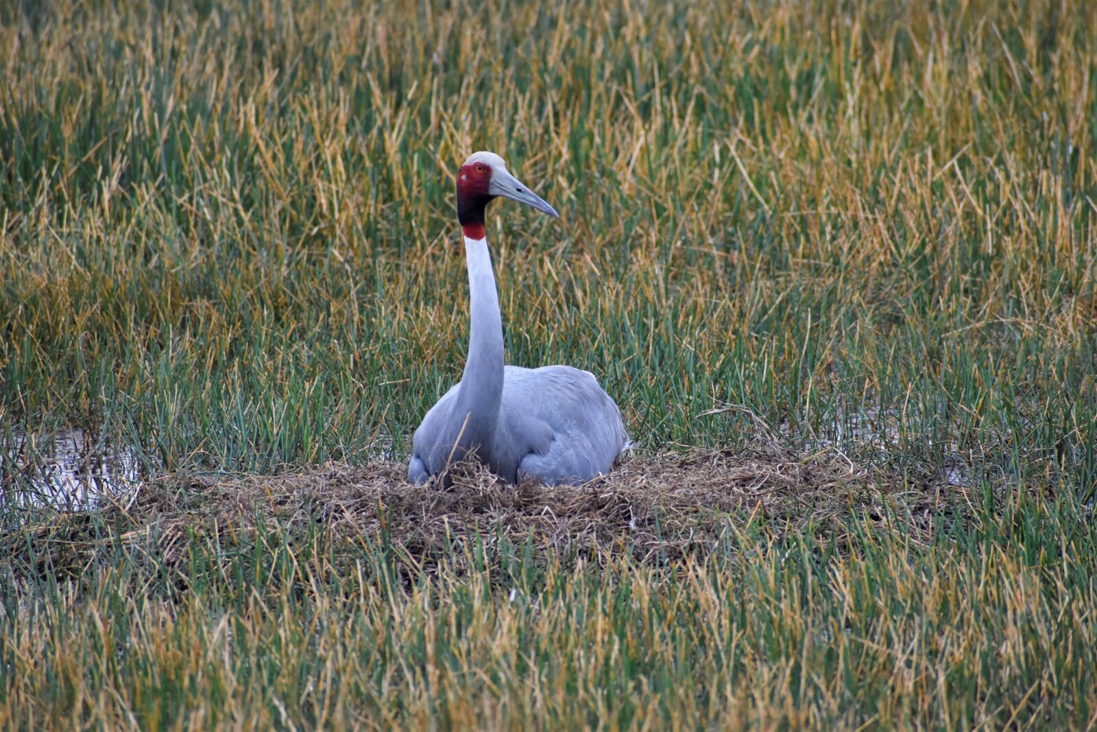 Nikon D5600 sample photo. Nature, bird, animal photography