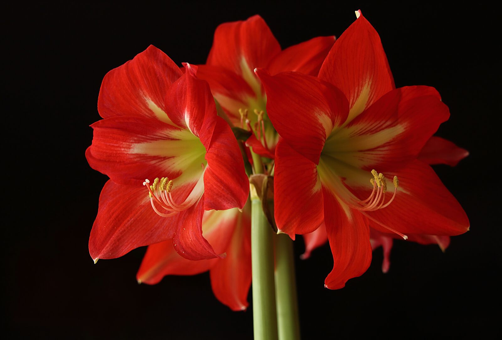 Canon EOS 700D (EOS Rebel T5i / EOS Kiss X7i) sample photo. Amaryllis, flower, blossom photography