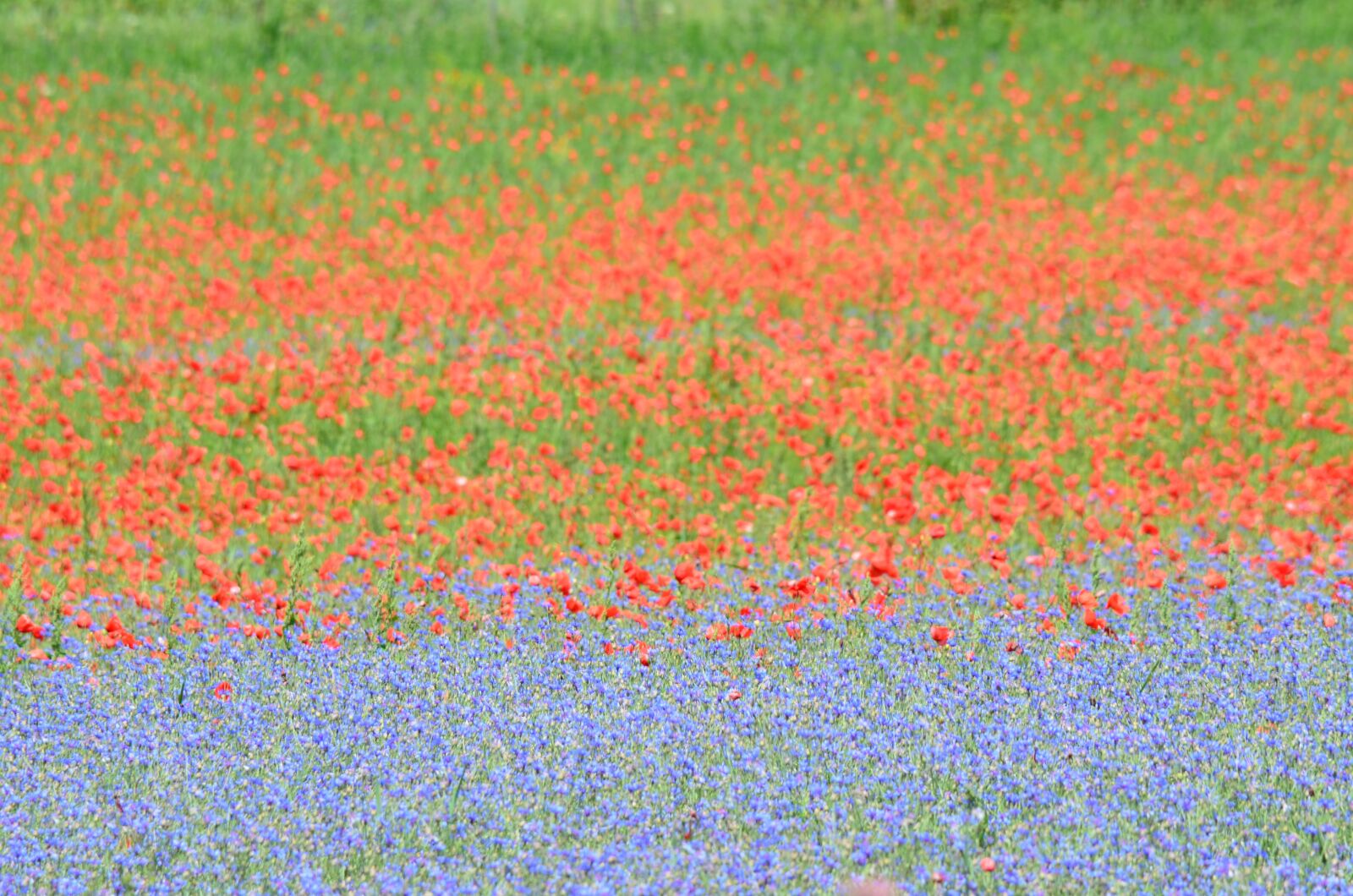 Nikon D5100 sample photo. France, poppy, cornflowers photography