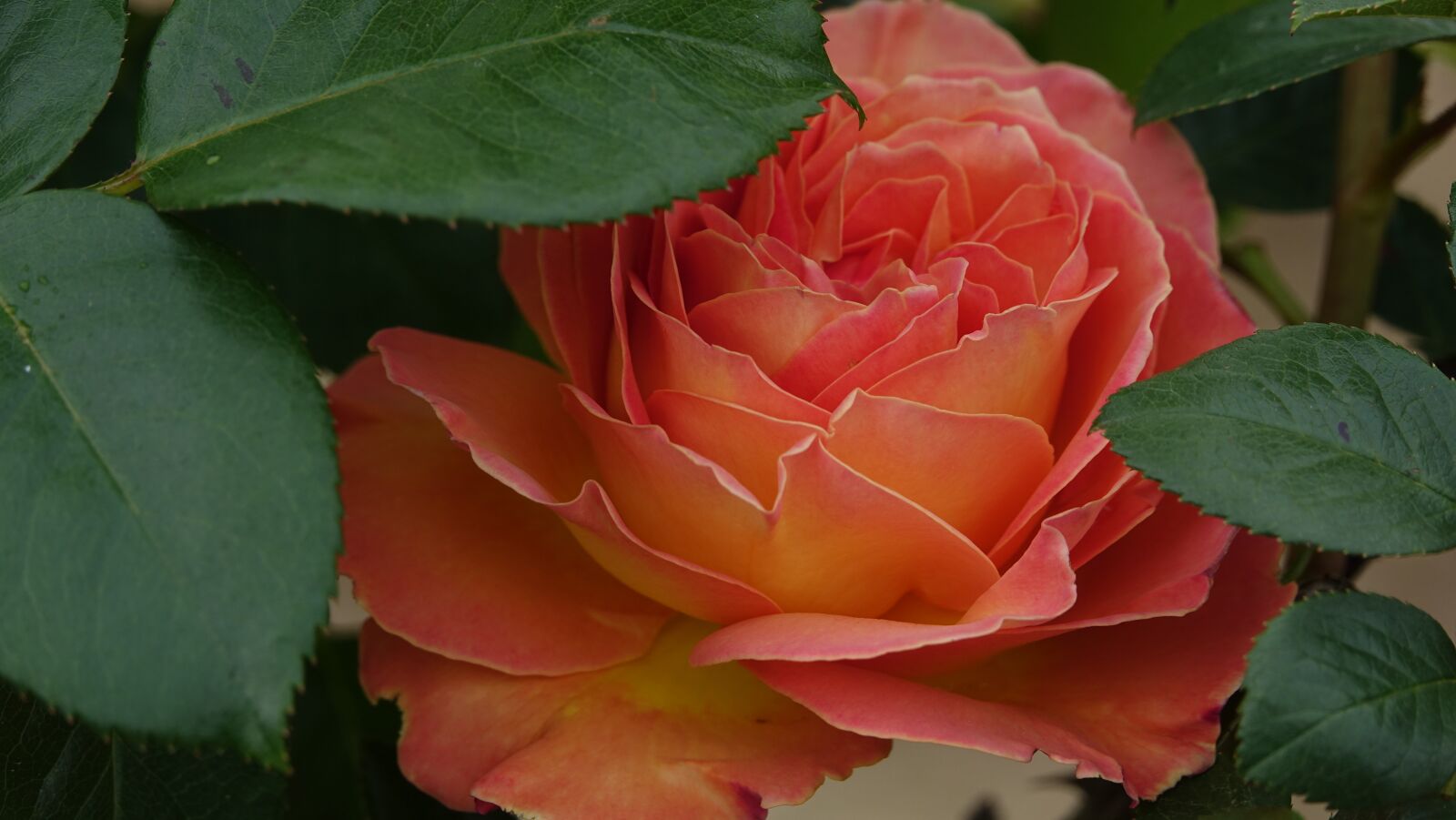Sony Cyber-shot DSC-RX10 III sample photo. Pink, green leaves, nature photography