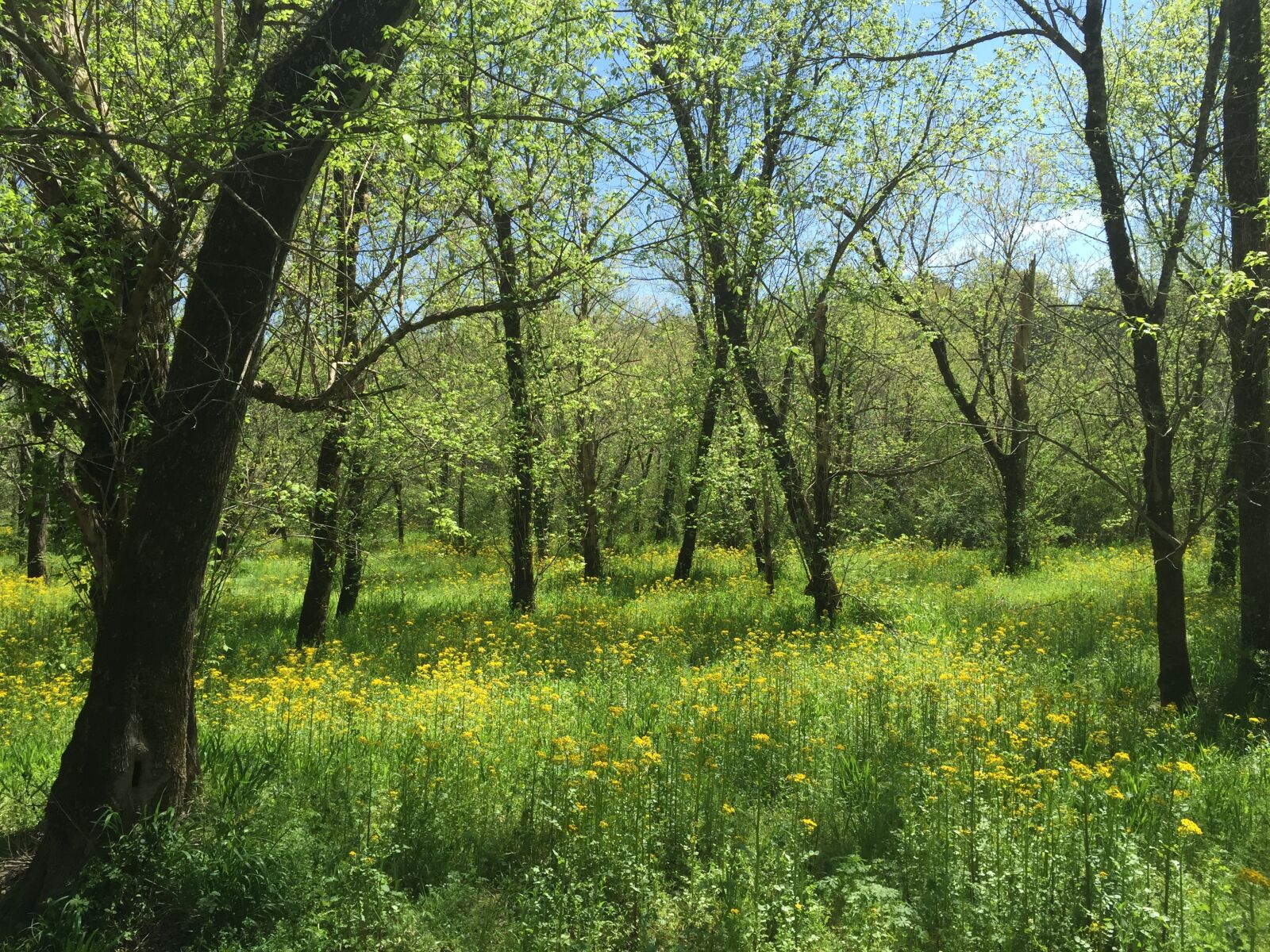 Apple iPhone 6 sample photo. Forest, tree, grass photography