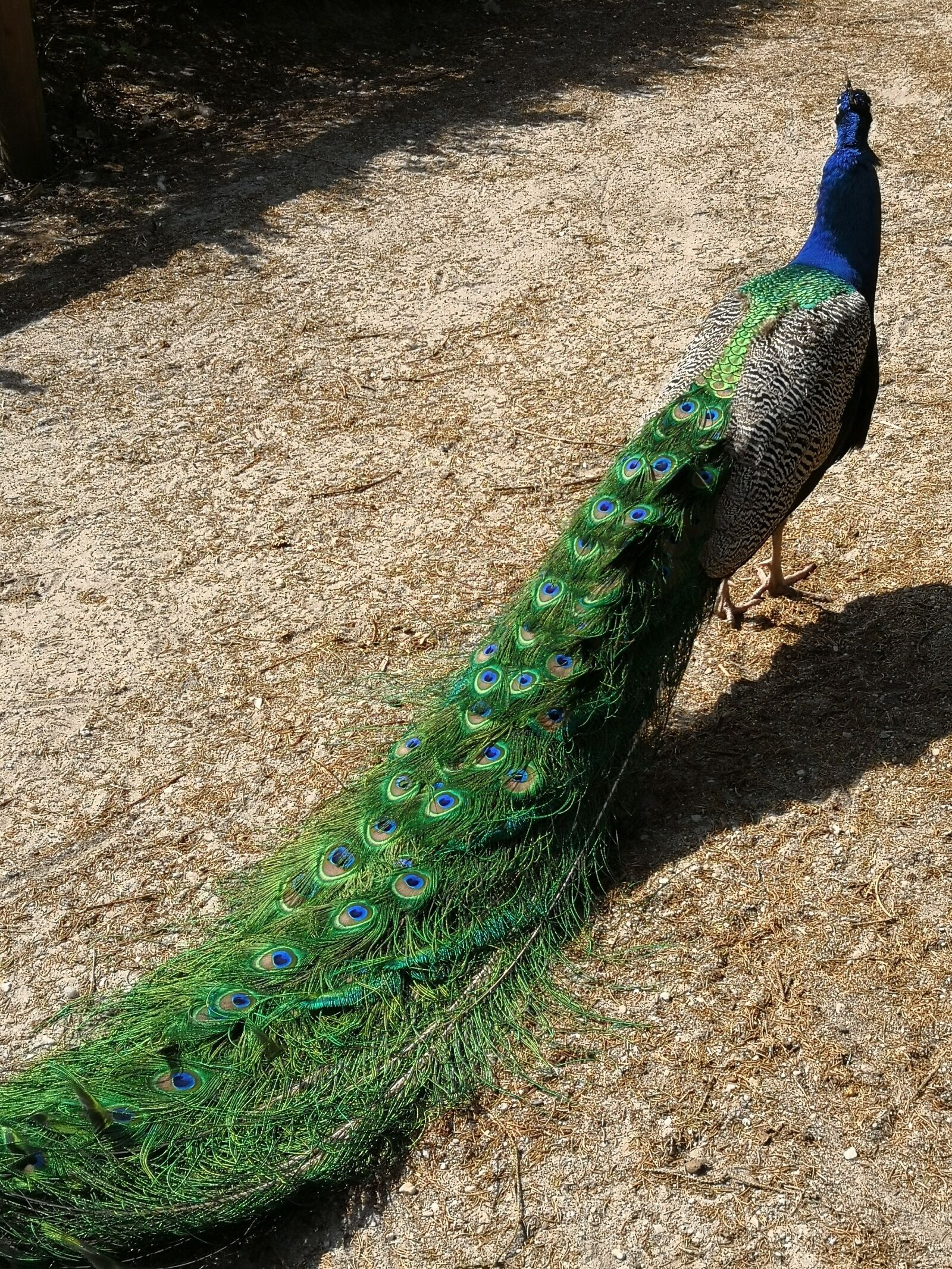 HUAWEI Mate 10 Pro sample photo. Peacock, petting, bird photography