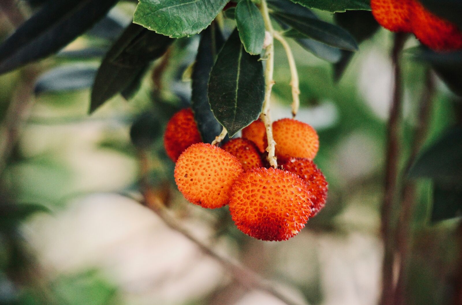 Canon EOS M sample photo. Strawberry tree, fruit, vitamins photography