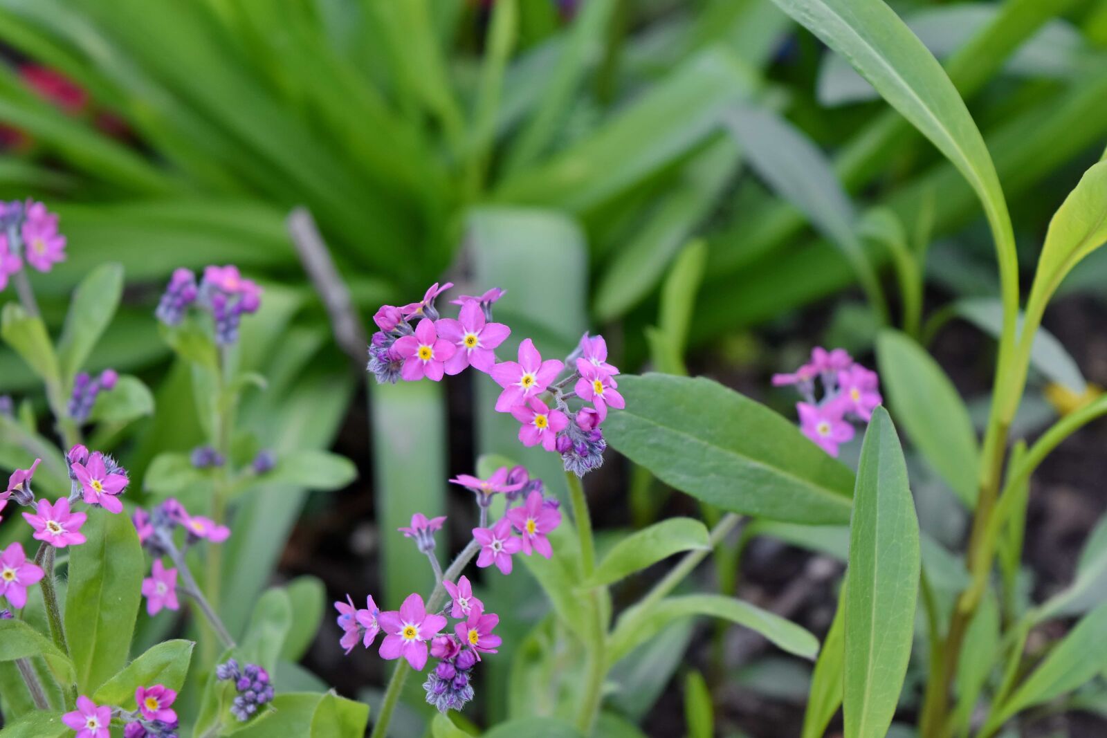 Nikon D5500 sample photo. Green grass, horticulture, pink photography