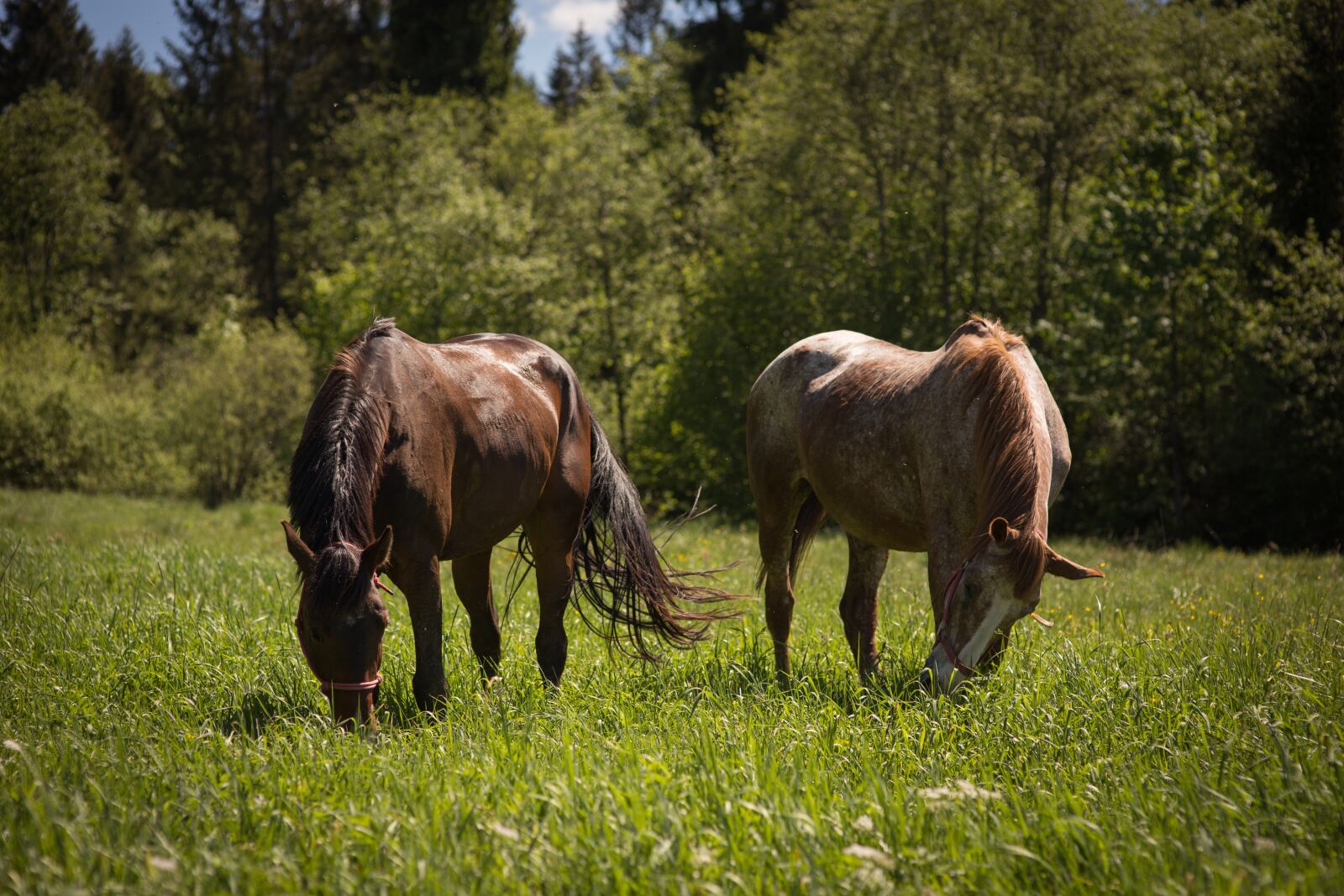 Canon EOS 6D sample photo. Horses, grass, pasture land photography