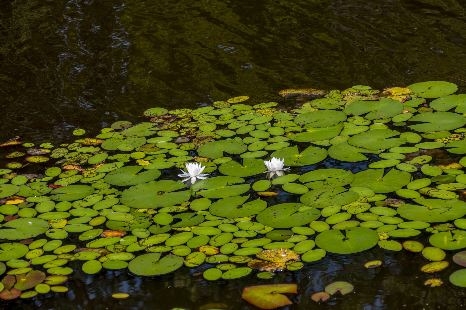 Panasonic Lumix DMC-FZ1000 sample photo. Lily, pad, pond photography