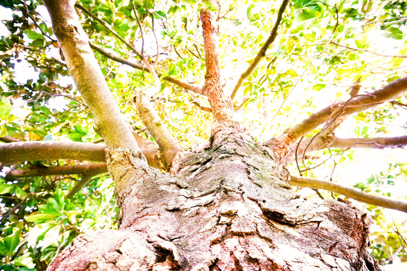 Sony a6000 sample photo. Leaves, light, tree, tree photography