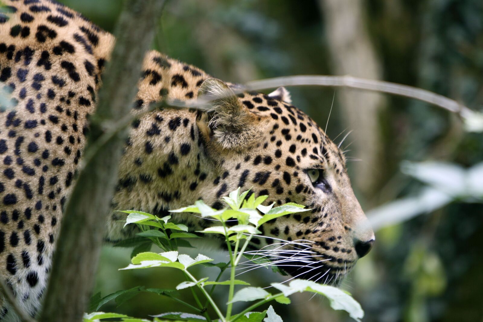 Canon EOS 30D sample photo. Fauna, nature, animal photography