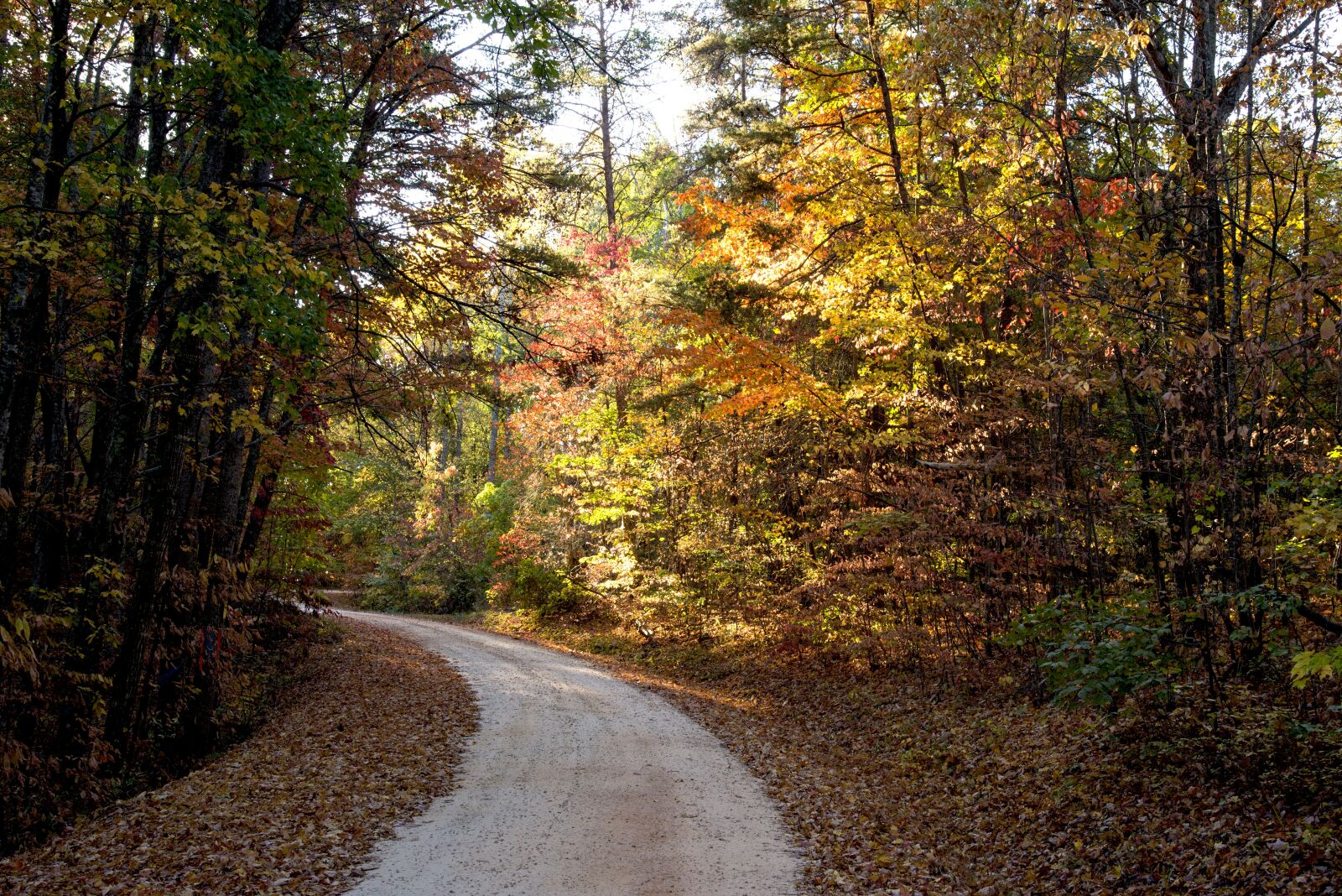 Nikon D610 sample photo. Forest, sunlight, landscape photography