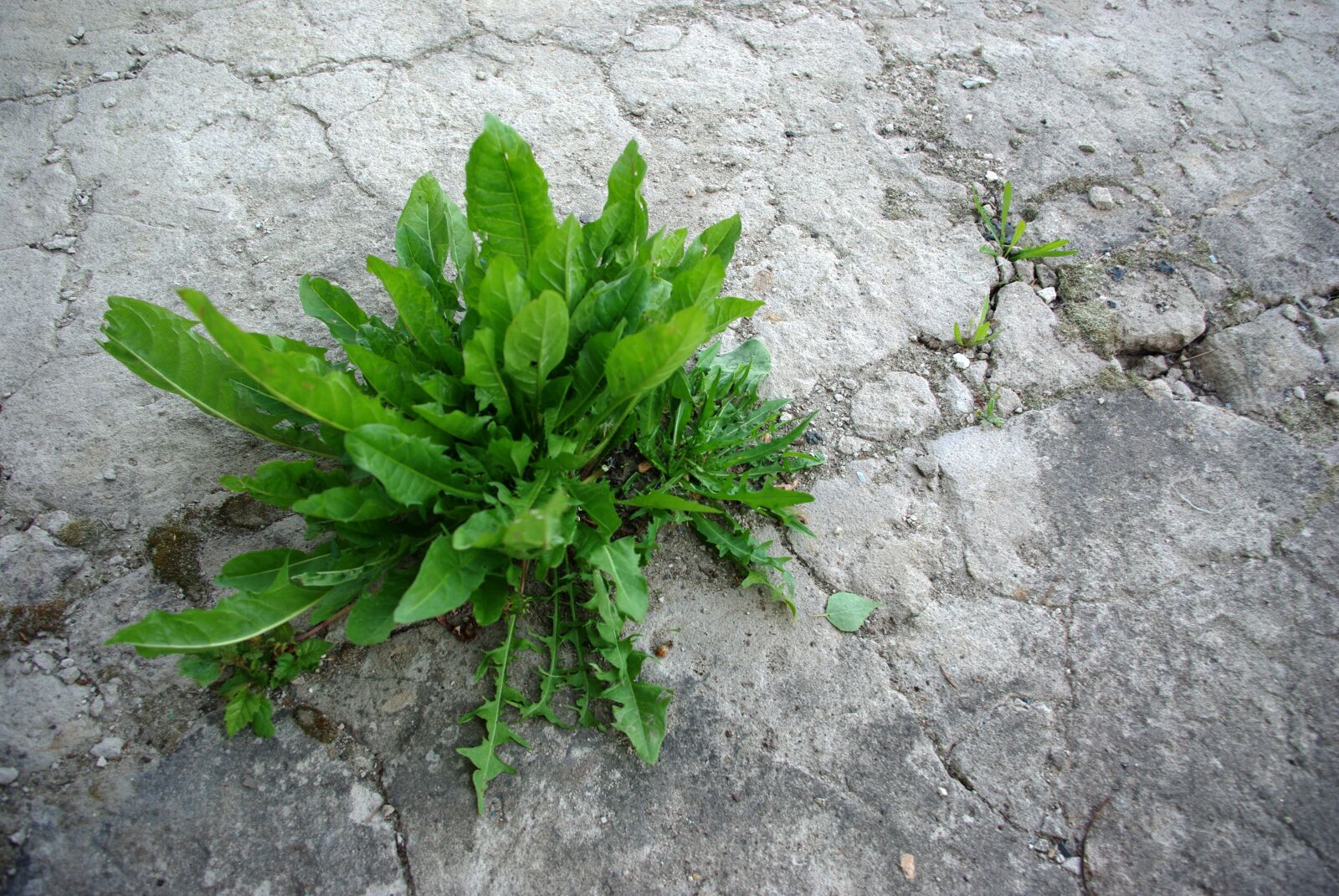 Pentax K200D sample photo. Weed, concrete, contrast photography