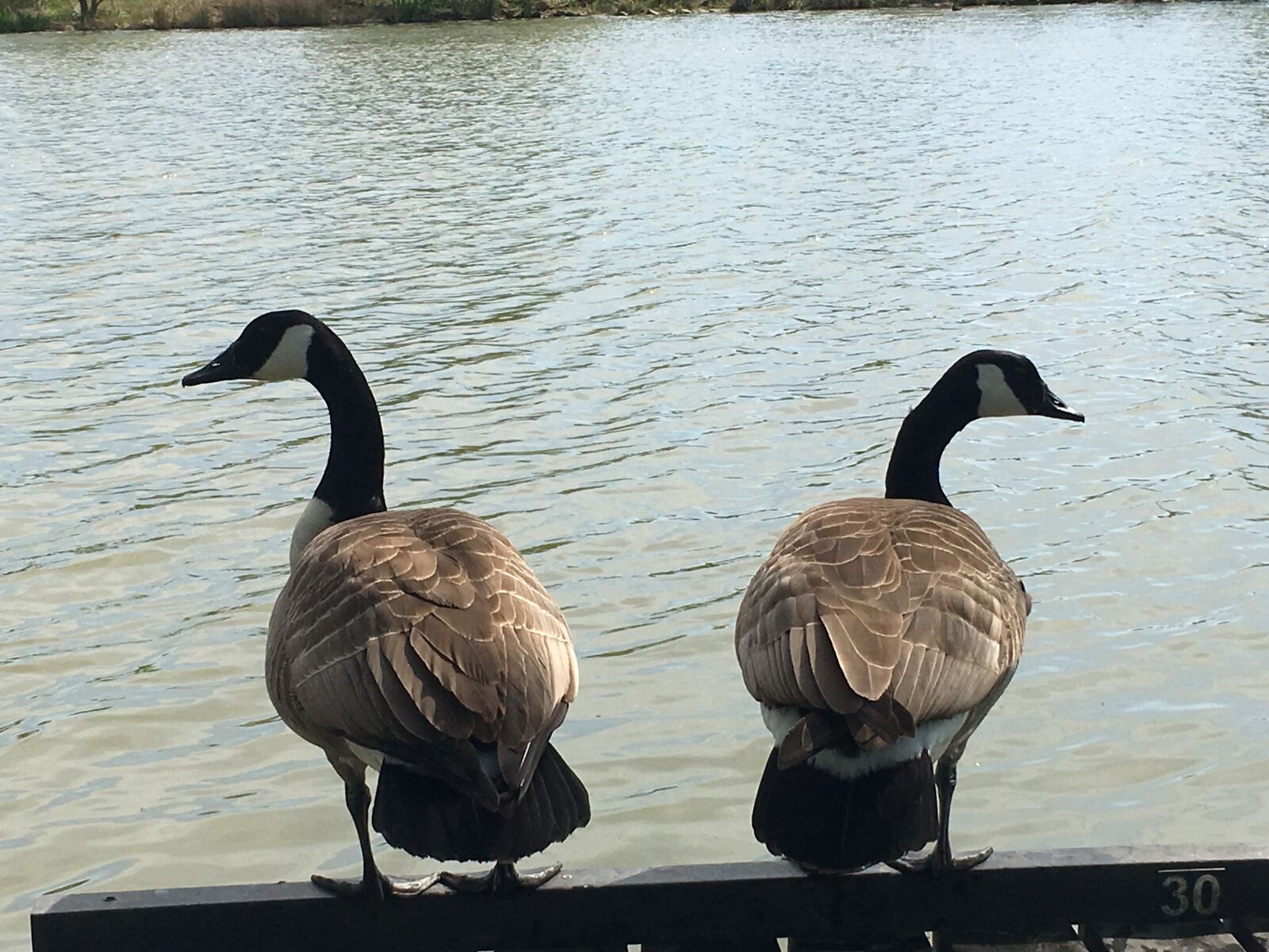 iPhone 6s Plus back camera 4.15mm f/2.2 sample photo. Ducks, wildlife, duck photography