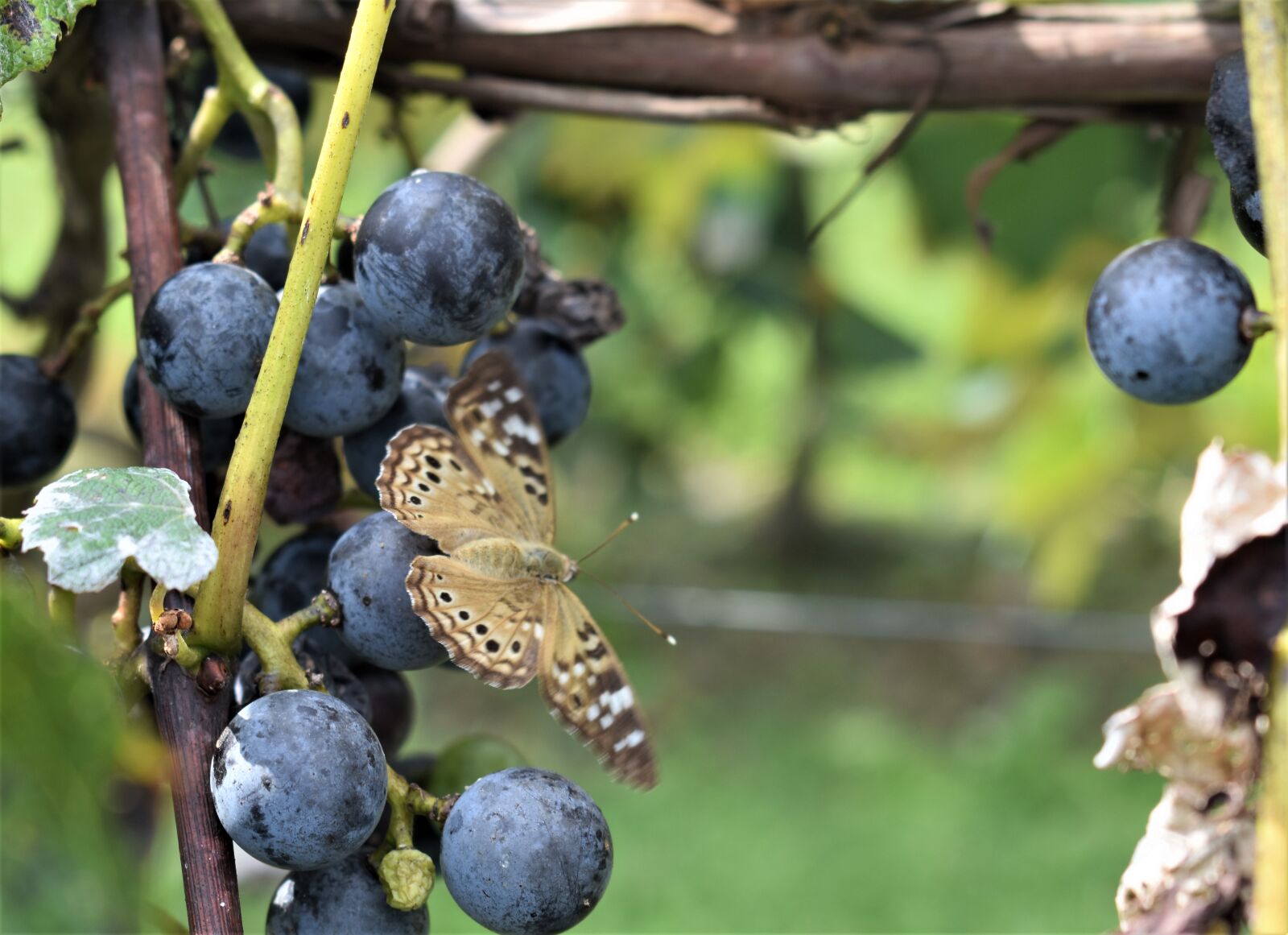 Nikon D3400 sample photo. Butterfly, grape, vine photography