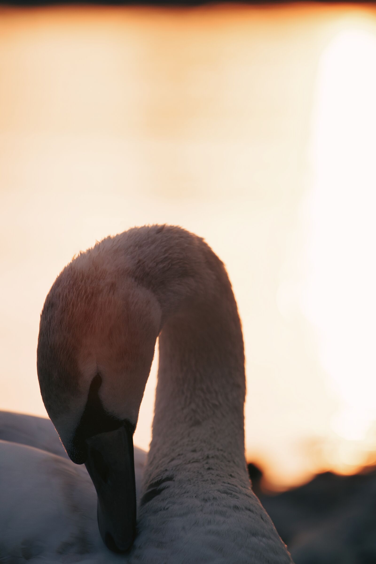Canon EF 70-200mm F4L USM sample photo. Swan, animal, water photography
