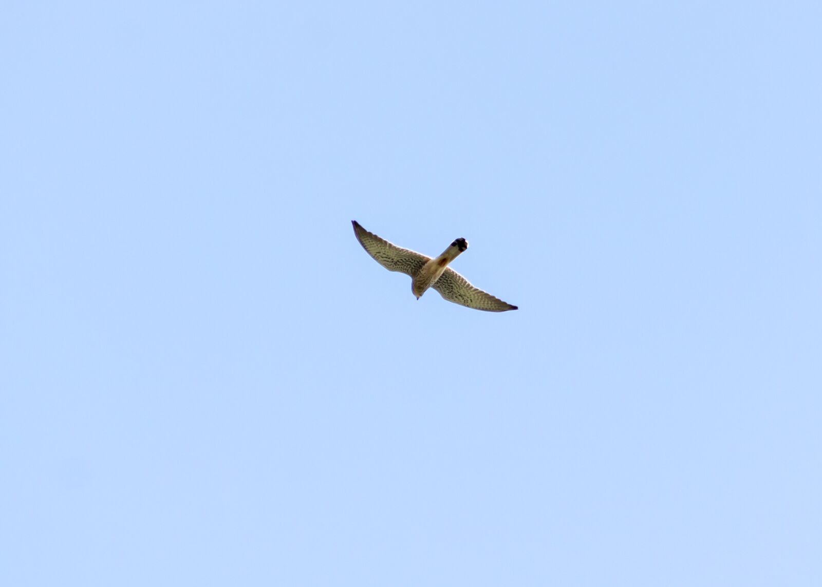 Canon EF75-300mm f/4-5.6 sample photo. Red-footed falcon, bird of photography