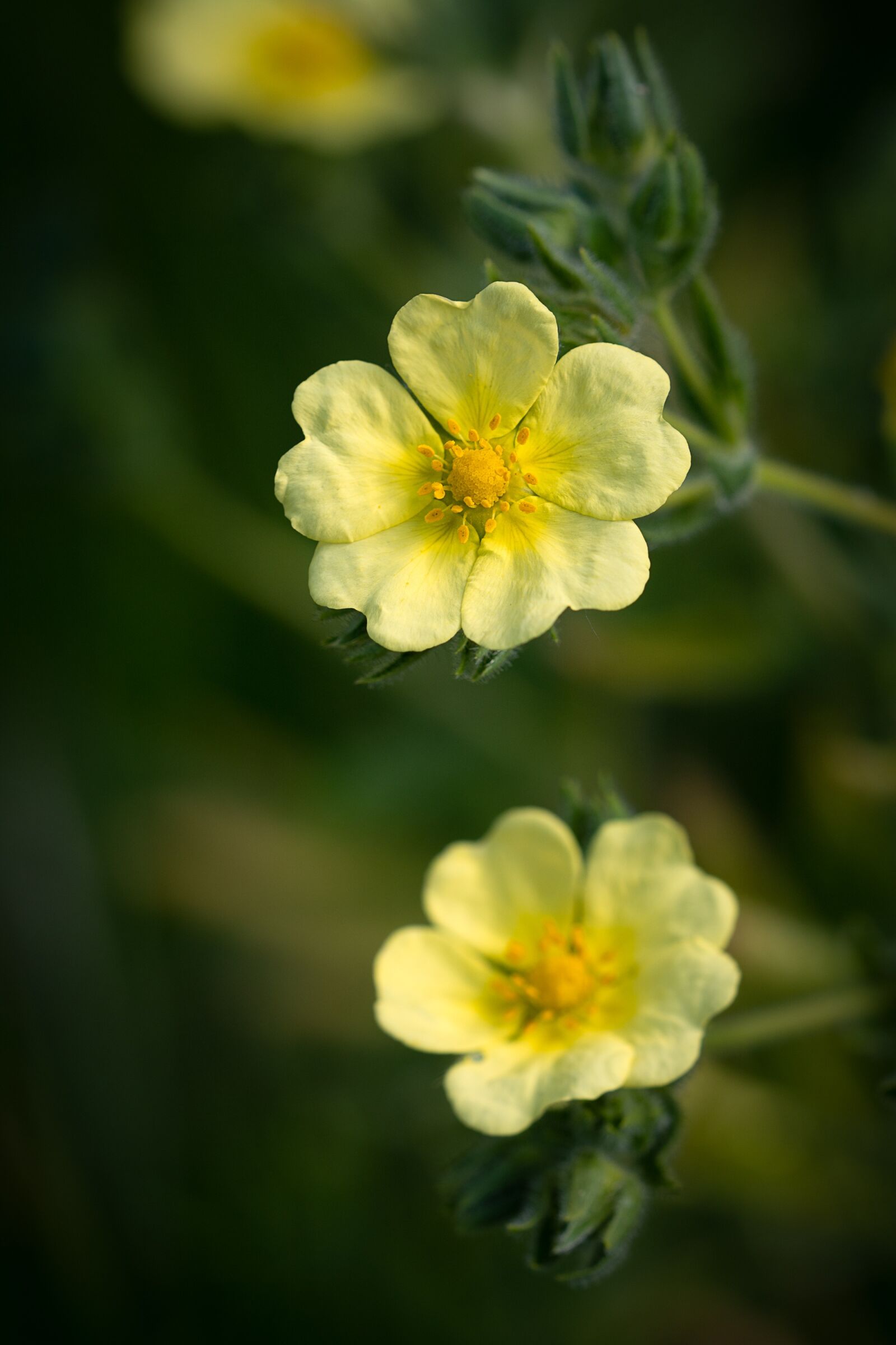 Nikon D7100 sample photo. Flower, yellow, yellow flowers photography