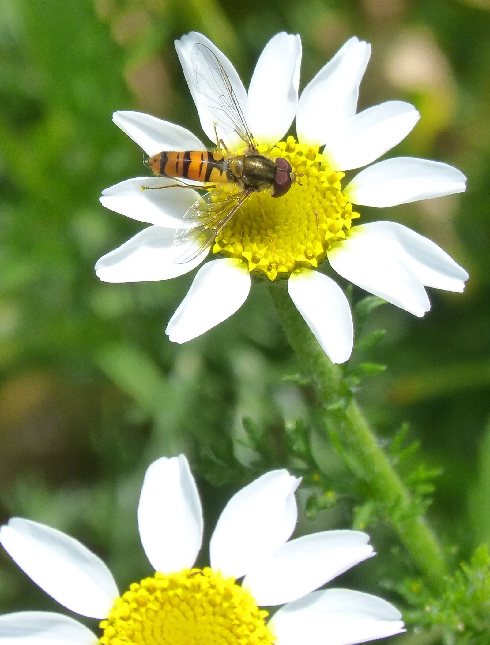 Panasonic DMC-FZ62 sample photo. Episyrphus balteatus, hoverfly, syrphidae photography