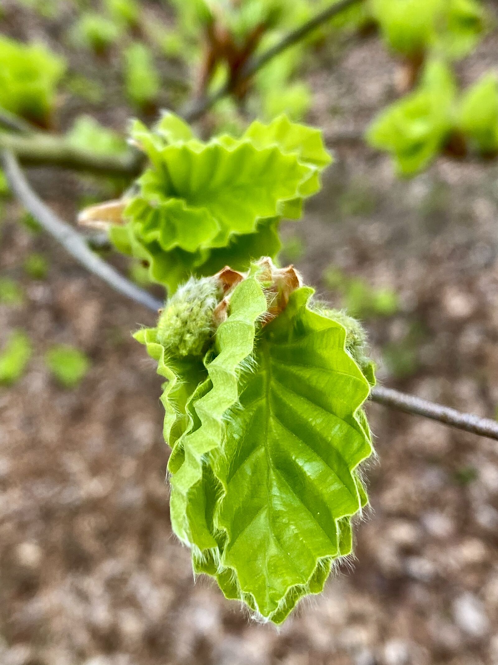 Apple iPhone 11 Pro sample photo. Beech, forest, trees photography