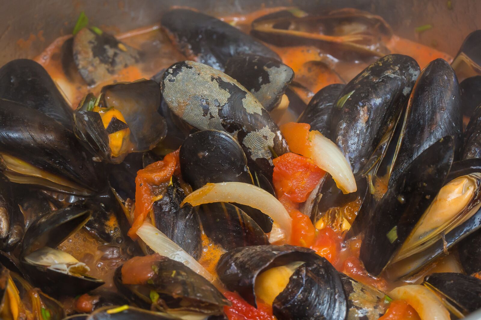 Canon EF 100mm F2.8L Macro IS USM sample photo. Shell, mussel, seashell photography