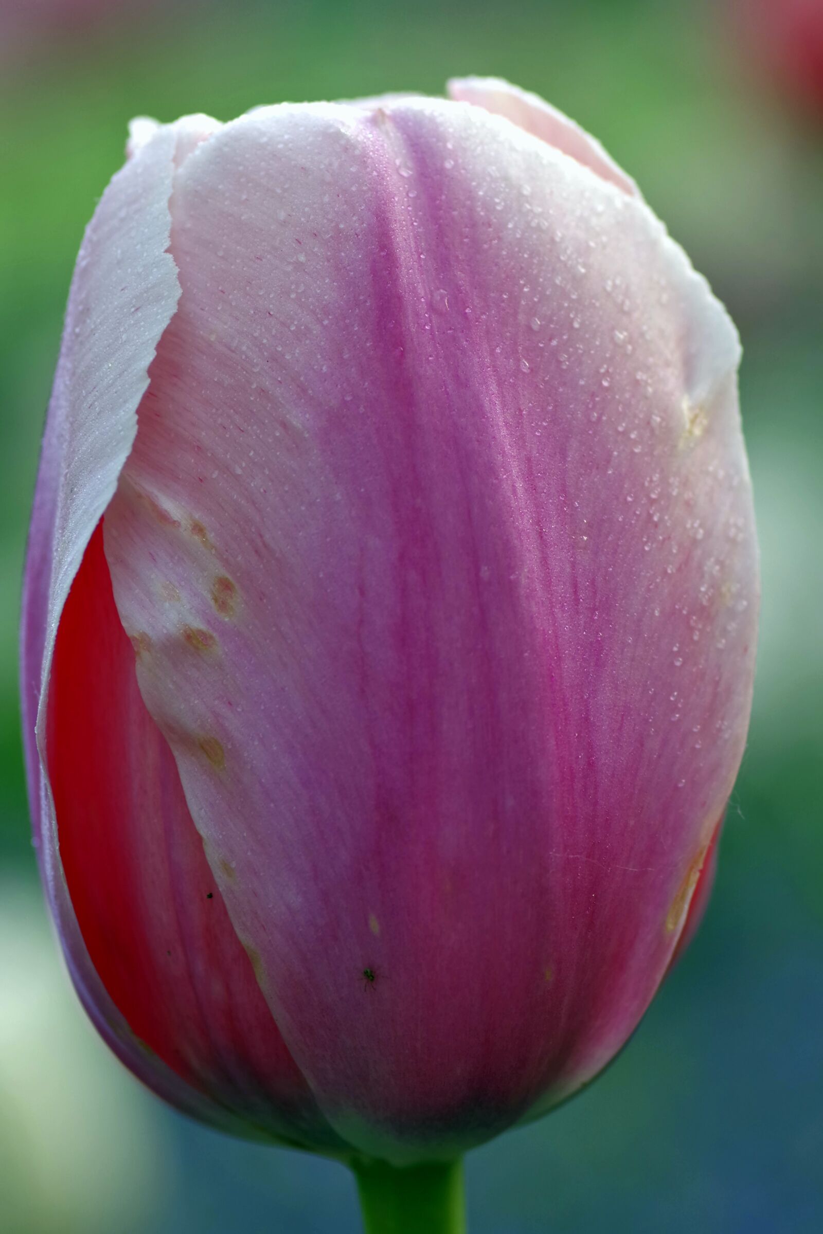 Pentax K-S2 sample photo. Flower, the petals, tulip photography