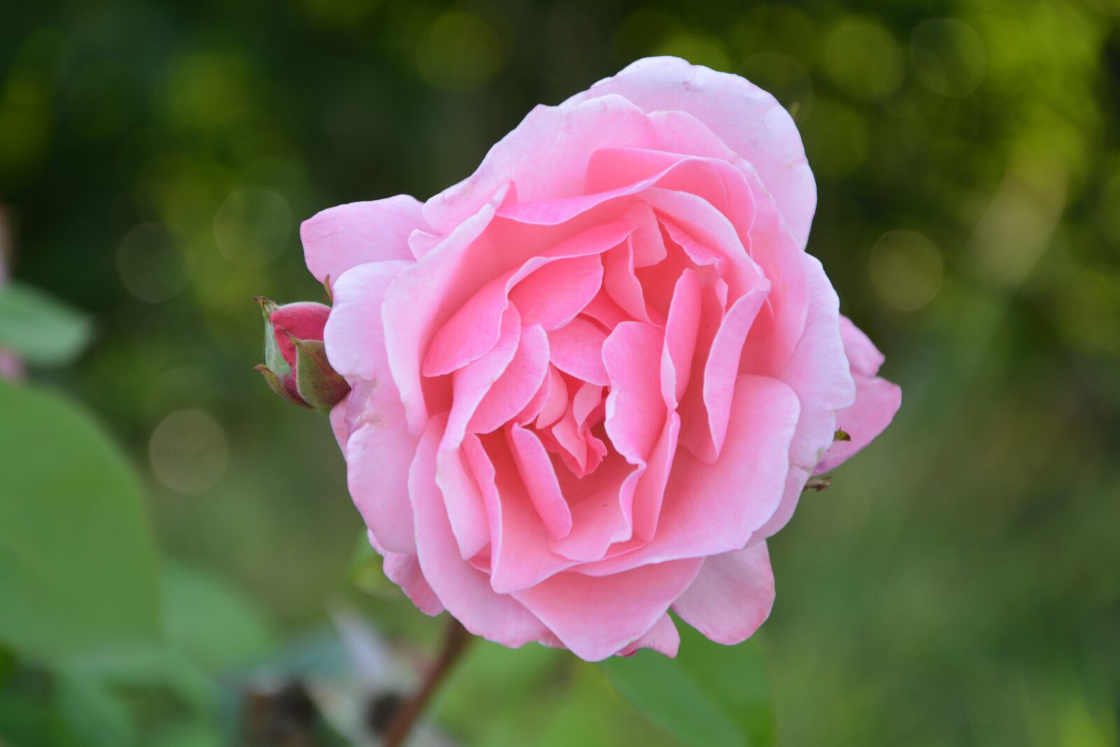 Nikon D5200 sample photo. Pink, flower, pink flowers photography