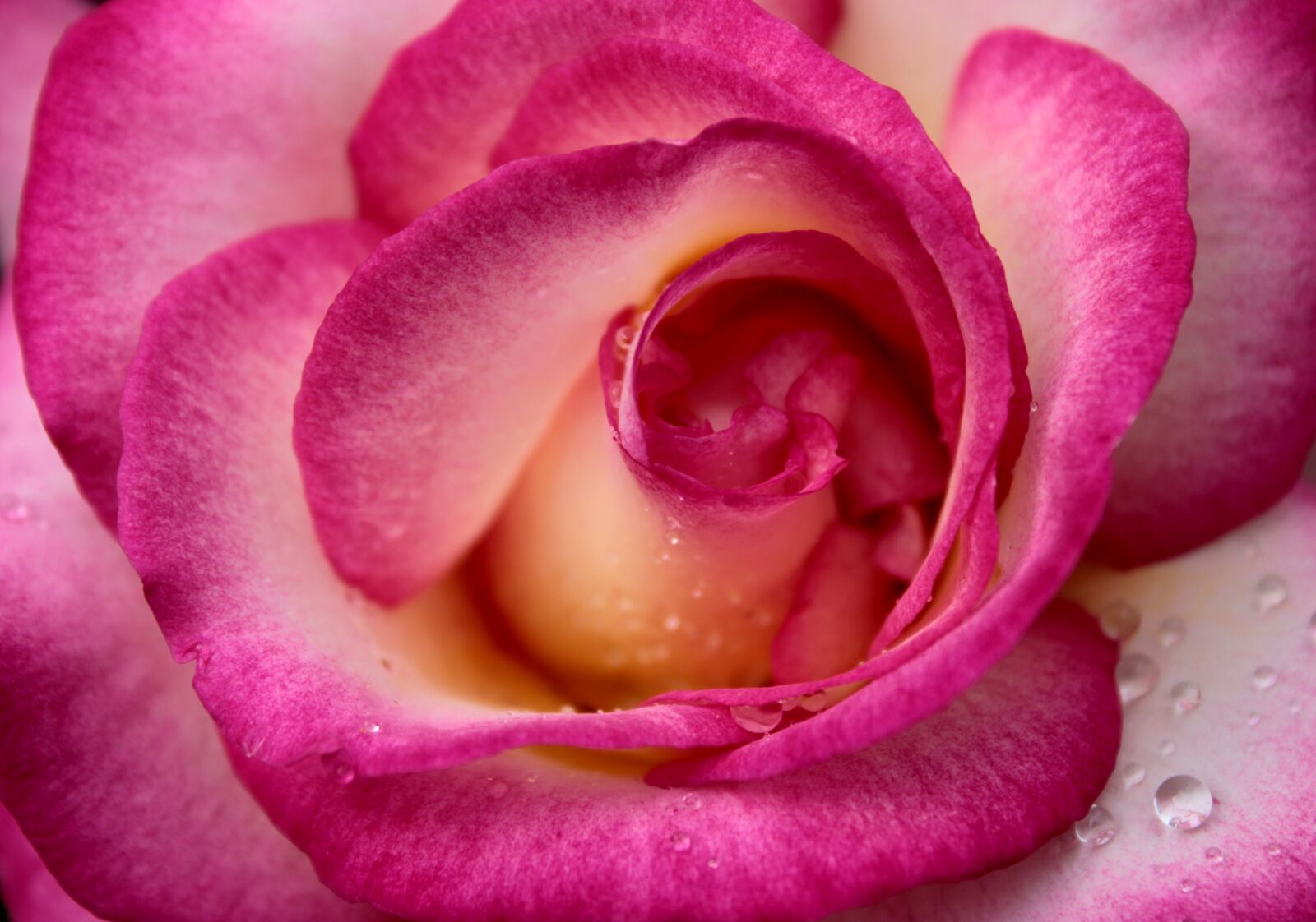 Canon EOS 2000D (EOS Rebel T7 / EOS Kiss X90 / EOS 1500D) sample photo. Pink rose, close up photography
