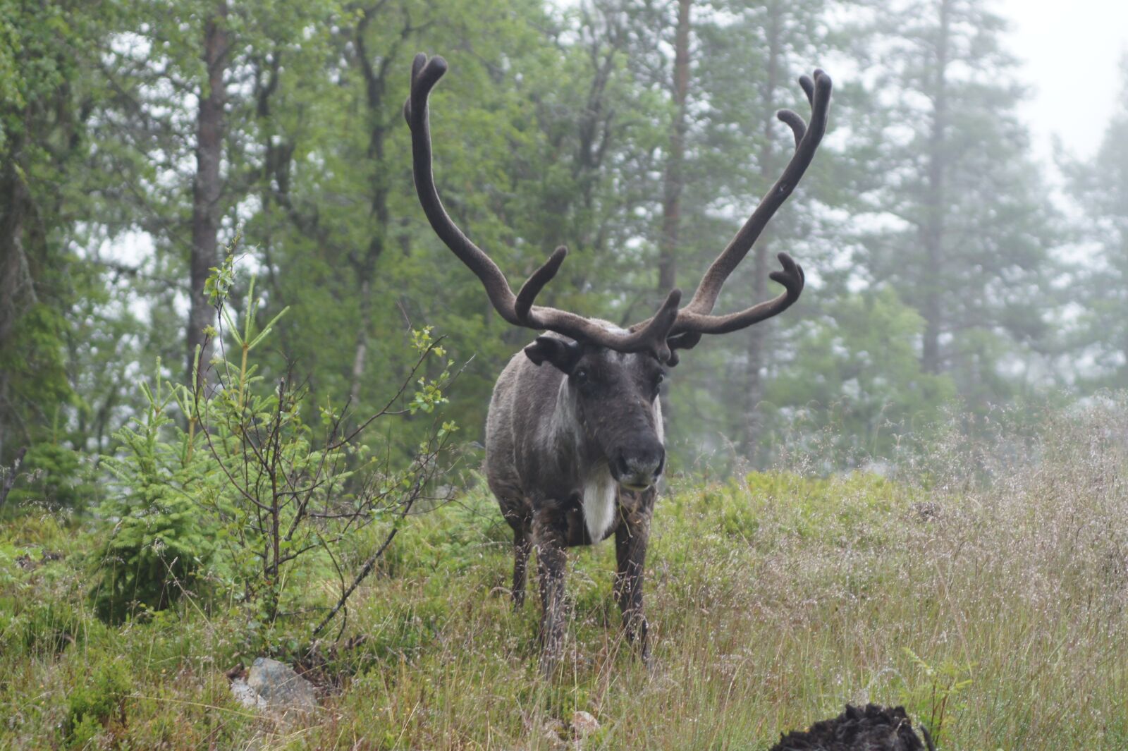 Sony Alpha DSLR-A550 sample photo. Reindeer, sweden, antlers photography