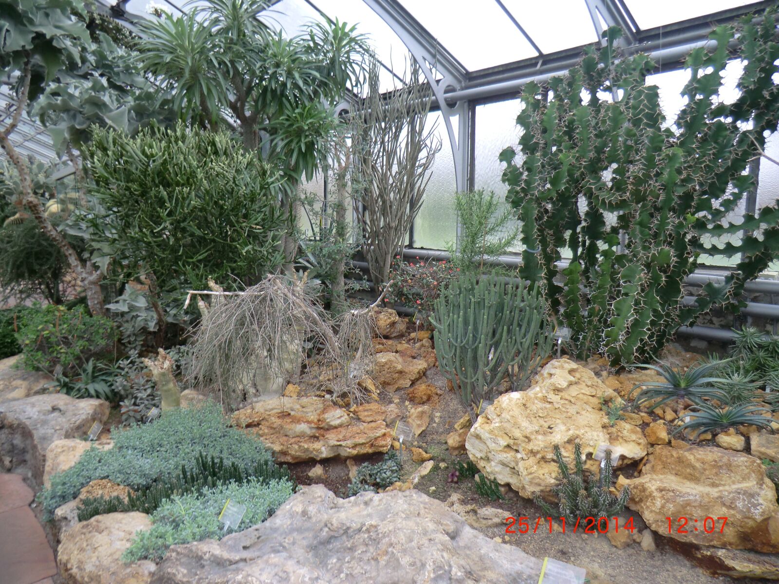 CASIO EX-H5 sample photo. Zoo, botanical, cactus photography